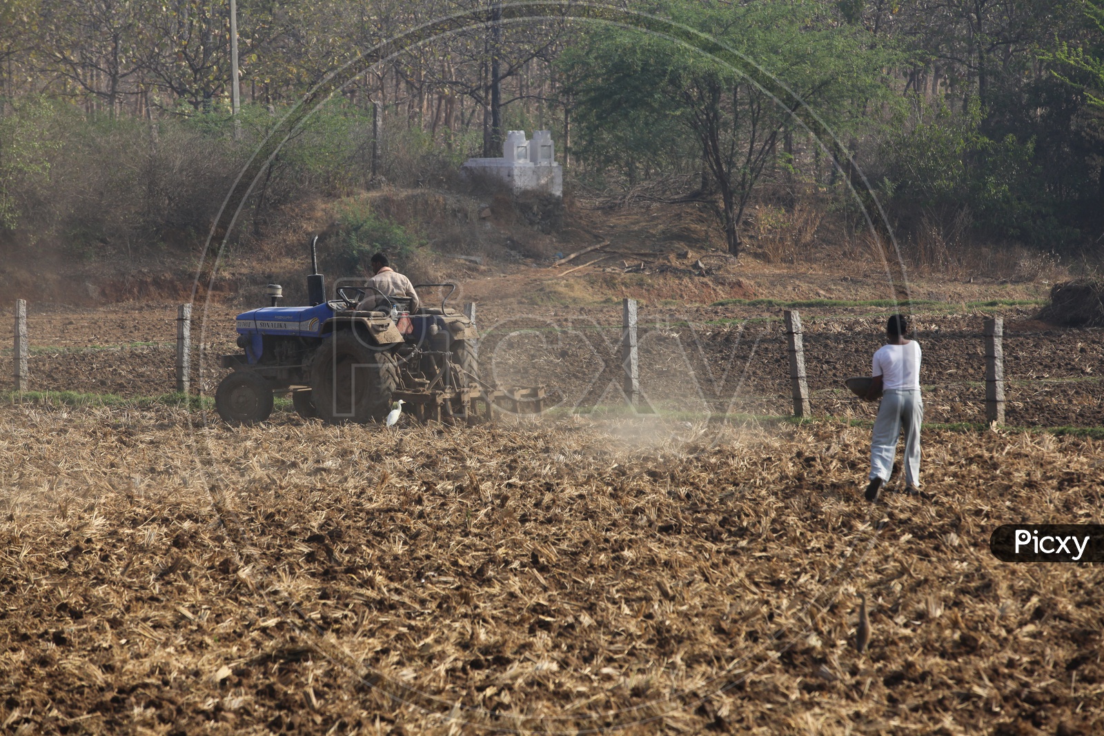 Indian Farmers Ploughing and Seeding The Field