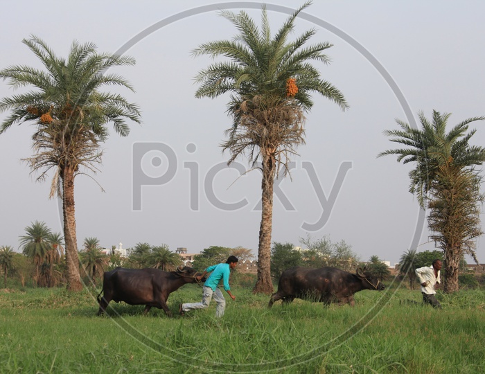 Indian Farmers With Their Buffaloes In The Fields