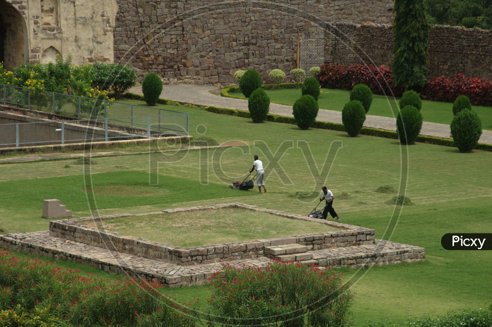 Indian Man Working In A Garden Trimming  The  Lawn Grass