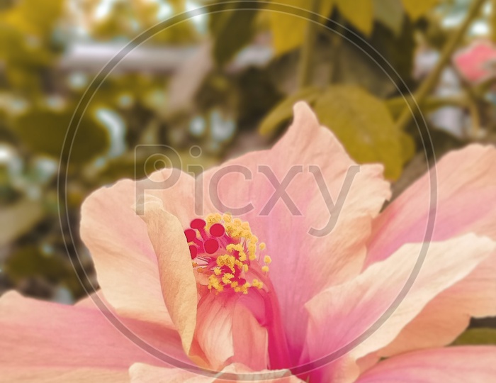 A Closeup Shot Of a  Pink Hibiscus Flower