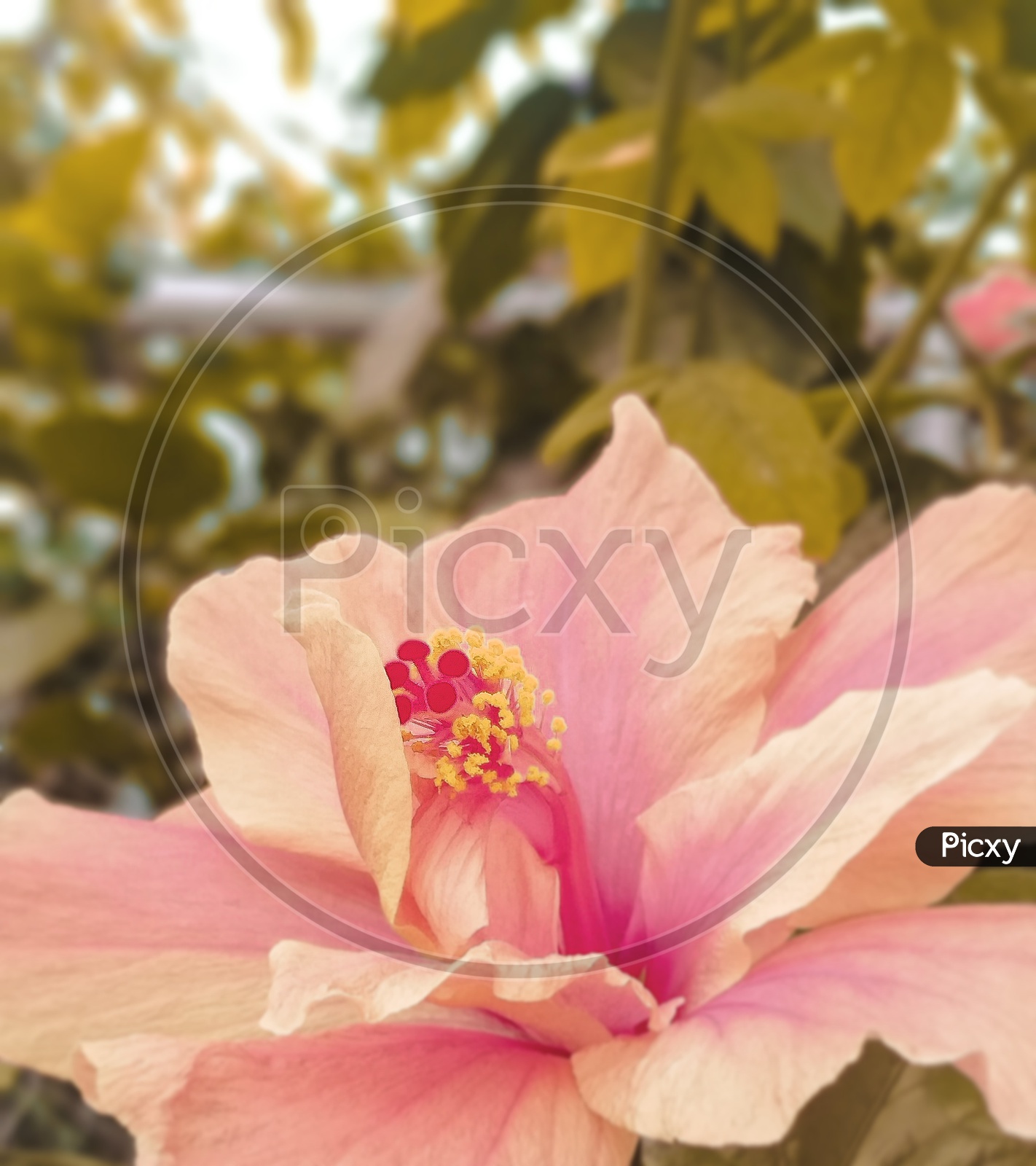 A Closeup Shot Of a  Pink Hibiscus Flower