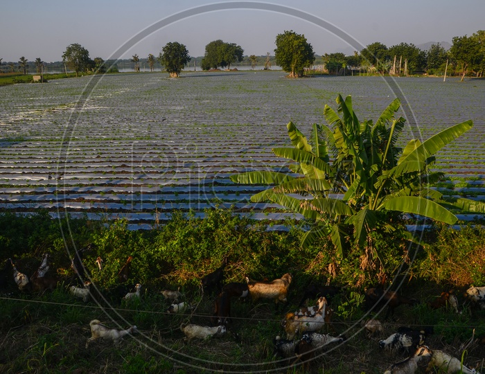 Drumstick field, plastic cover, agriculture