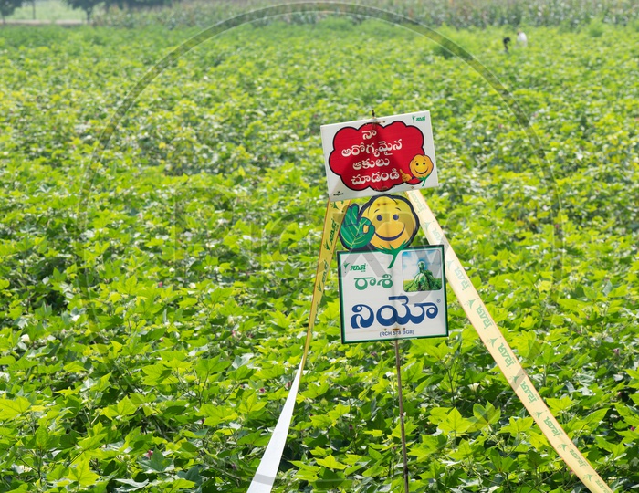 Pesticides Placards in Cotton Harvesting Field by Rasi  Neo  Pesticide company