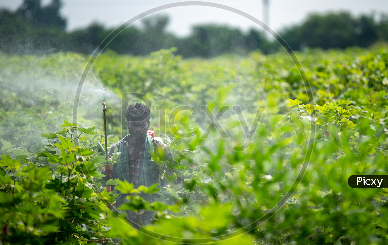 Young Indian Farmer Spraying Pesticides in Cotton Harvesting Field