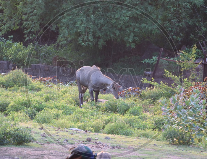 A Nilgai, also known as a blue bull stands proudly in his habitat surveying his surroundings. Photo shot in Ranthambore.