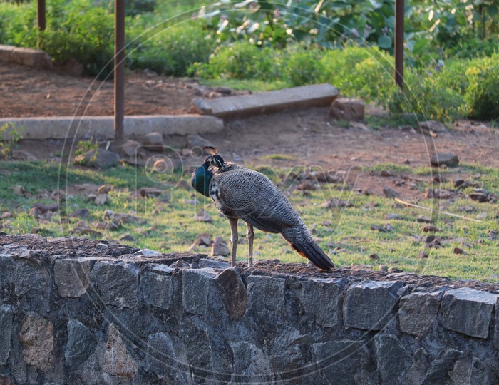 The Indian peafowl or blue peafowl , a large and brightly coloured bird, is a species of peafowl native to South Asia.Peacock sitting on the fence.