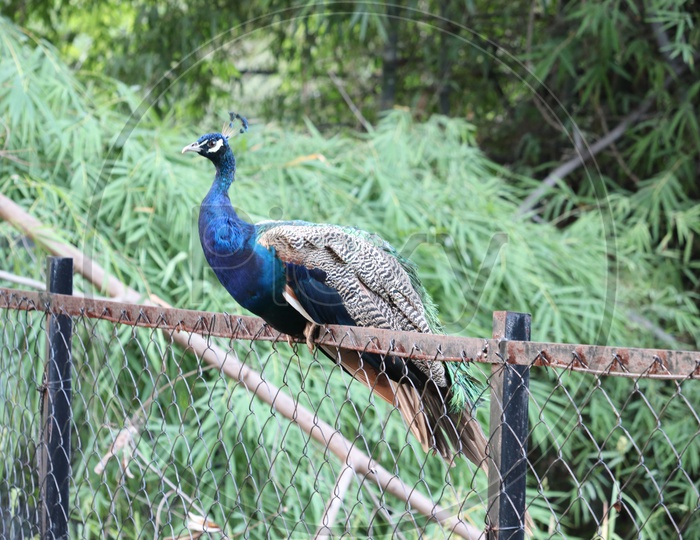 The royal beauty of the jungle. Peacock bird. Peacock or male peafowl with extravagant plumage. Beautiful peacock with eyespotted tail feathers. Wild peacock walking on green grass. - Image
