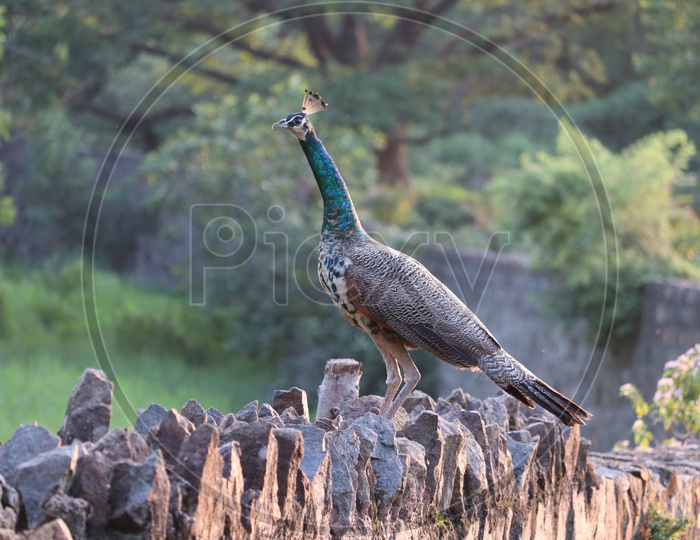 The Indian peafowl or blue peafowl , a large and brightly coloured bird, is a species of peafowl native to South Asia.Peacock sitting on the fence.