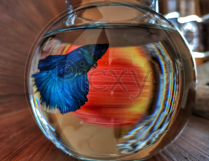 This is a little blue betta fish named Blu in a small aquarium placed on a table.