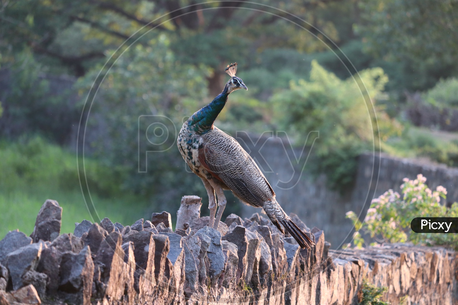The royal beauty of the jungle. Peacock bird. Peacock or male peafowl with extravagant plumage. Beautiful peacock with eyespotted tail feathers. Wild peacock walking on green grass