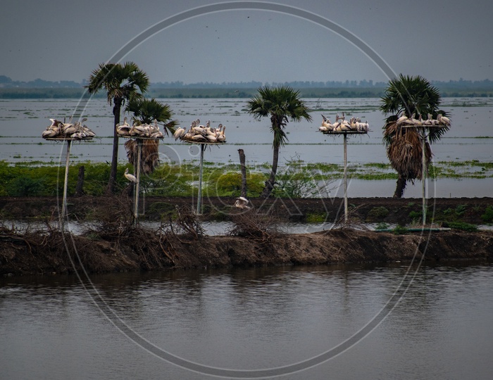 Image of Pelican birds at Kolleru lake wildlife sanctuary.-EA183022-Picxy