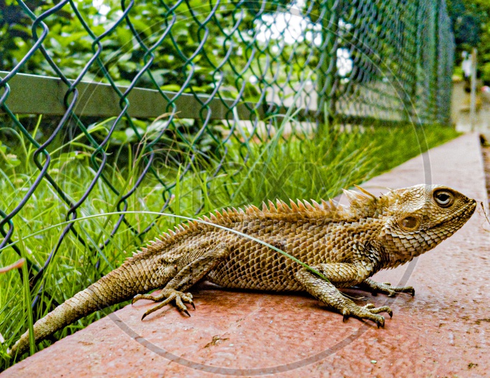 Garden lizard near the fence
