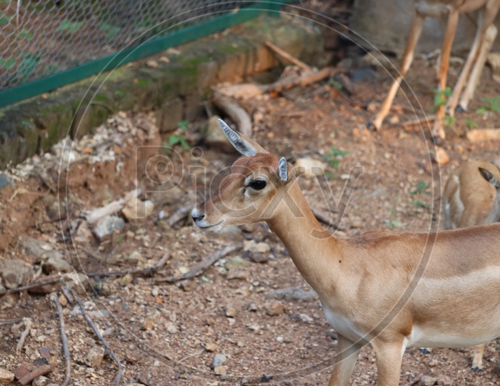 Closeup of a pretty young female Impala.deer (Aepyceros Melampus) grazing