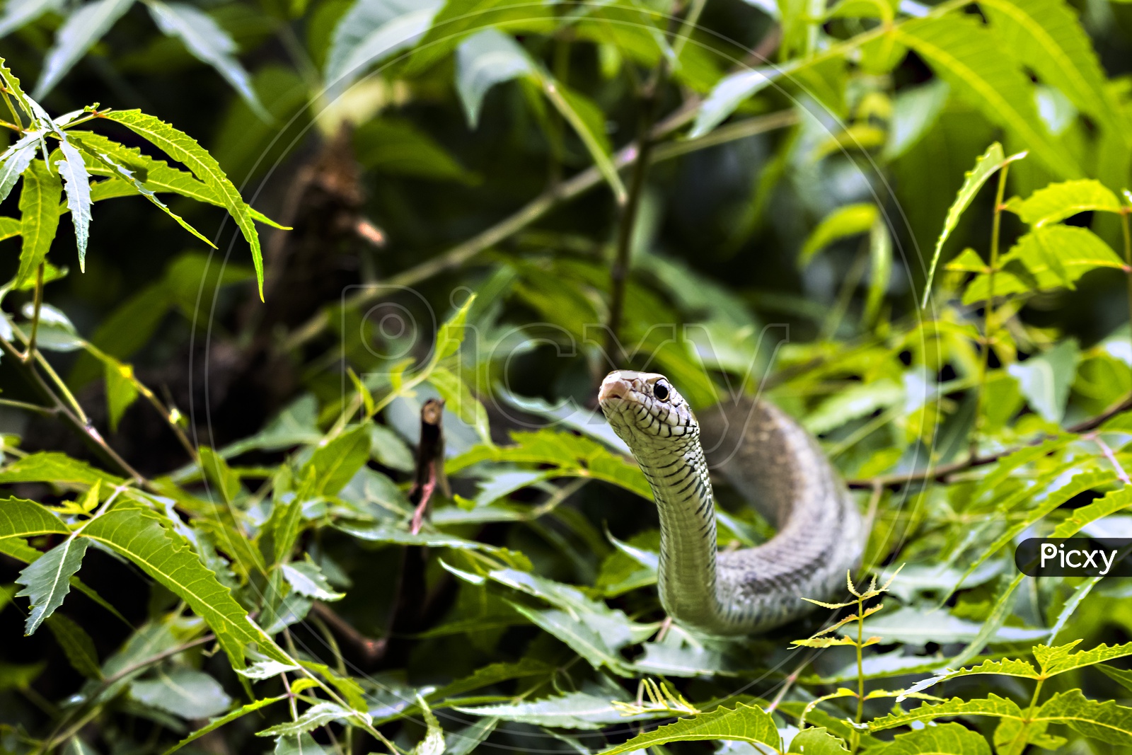 Closeup of Indian python
