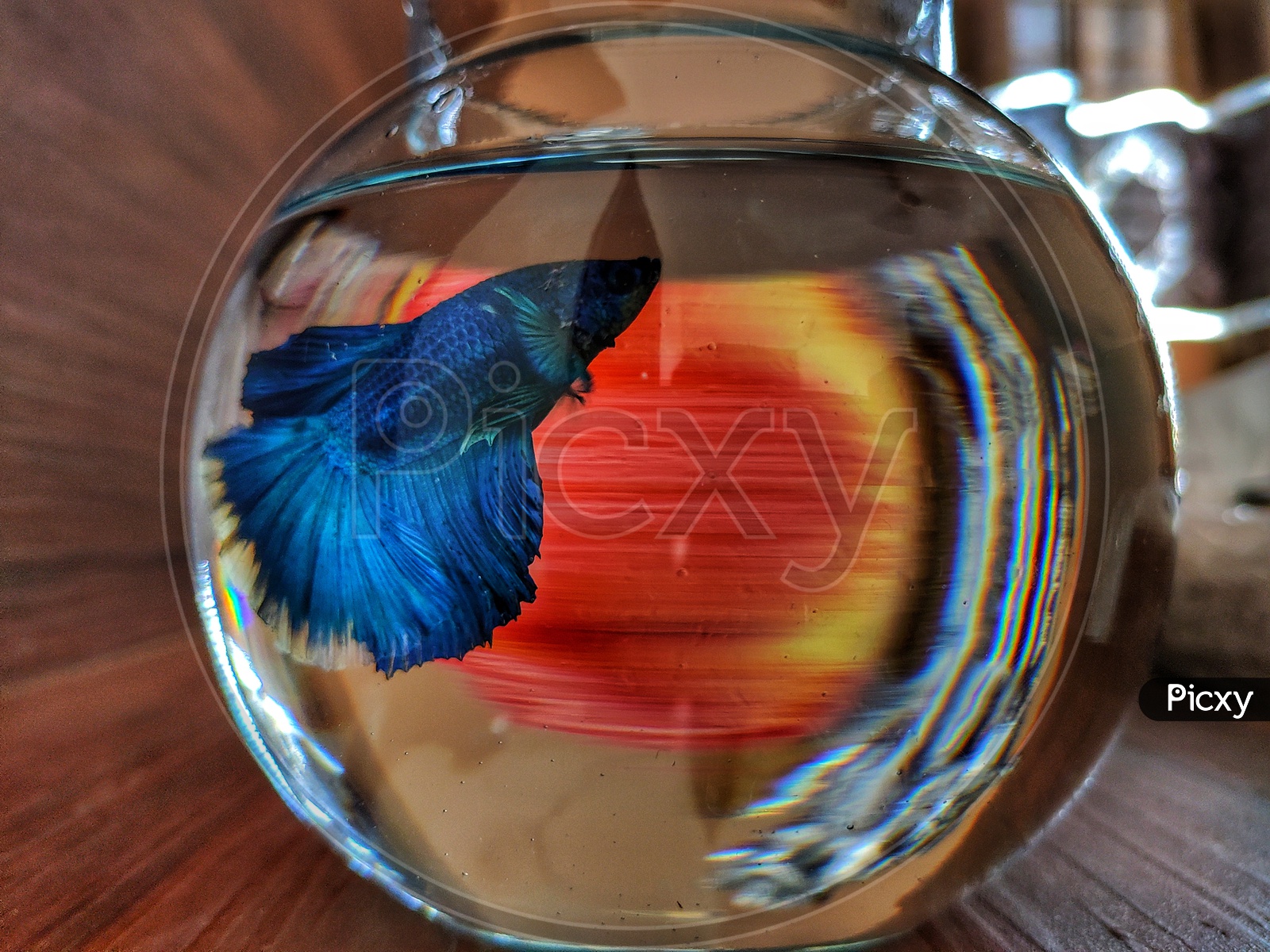 This is a little blue betta fish named Blu in a small aquarium placed on a table.