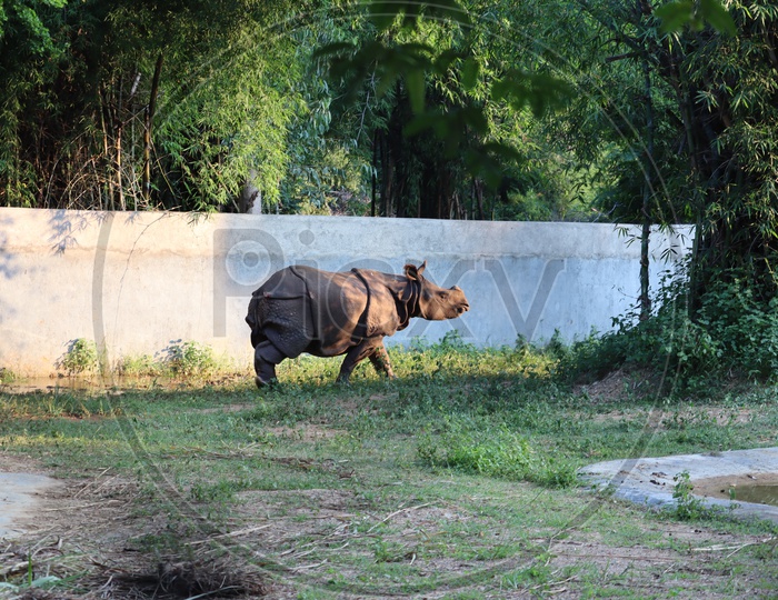 The Indian rhinoceros (Rhinoceros unicornis), also called the greater one-horned rhinoceros and great Indian rhinoceros