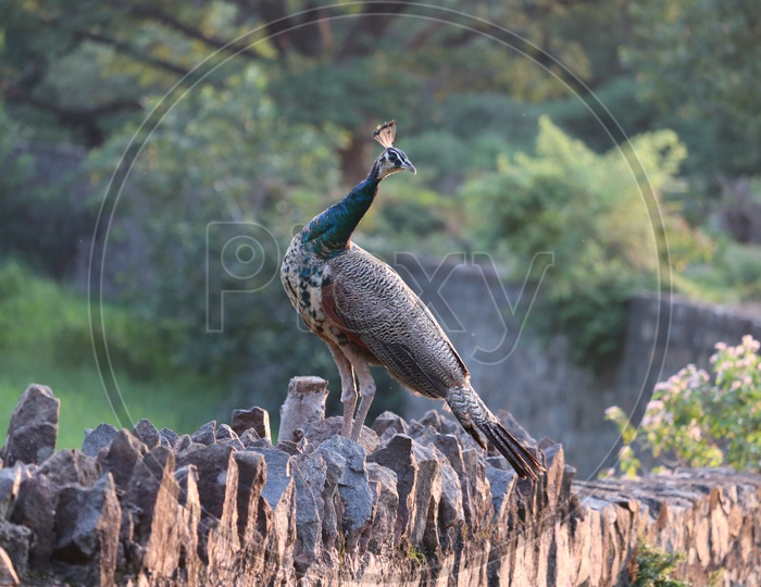 The royal beauty of the jungle. Peacock bird. Peacock or male peafowl with extravagant plumage. Beautiful peacock with eyespotted tail feathers. Wild peacock walking on green grass
