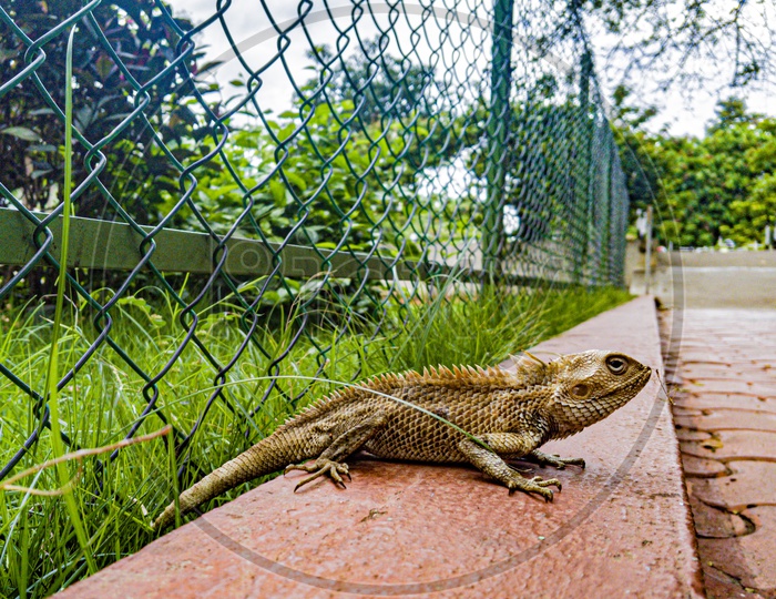 Garden lizard near the fence