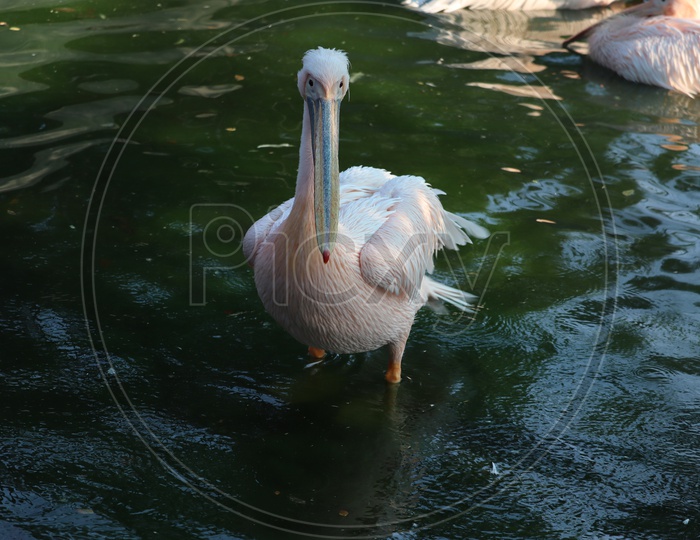 Great white or eastern white pelican, rosy pelican or white pelican is a bird in the pelican family.It breeds from southeastern Europe through Asia and in Africa in swamps and shallow lakes