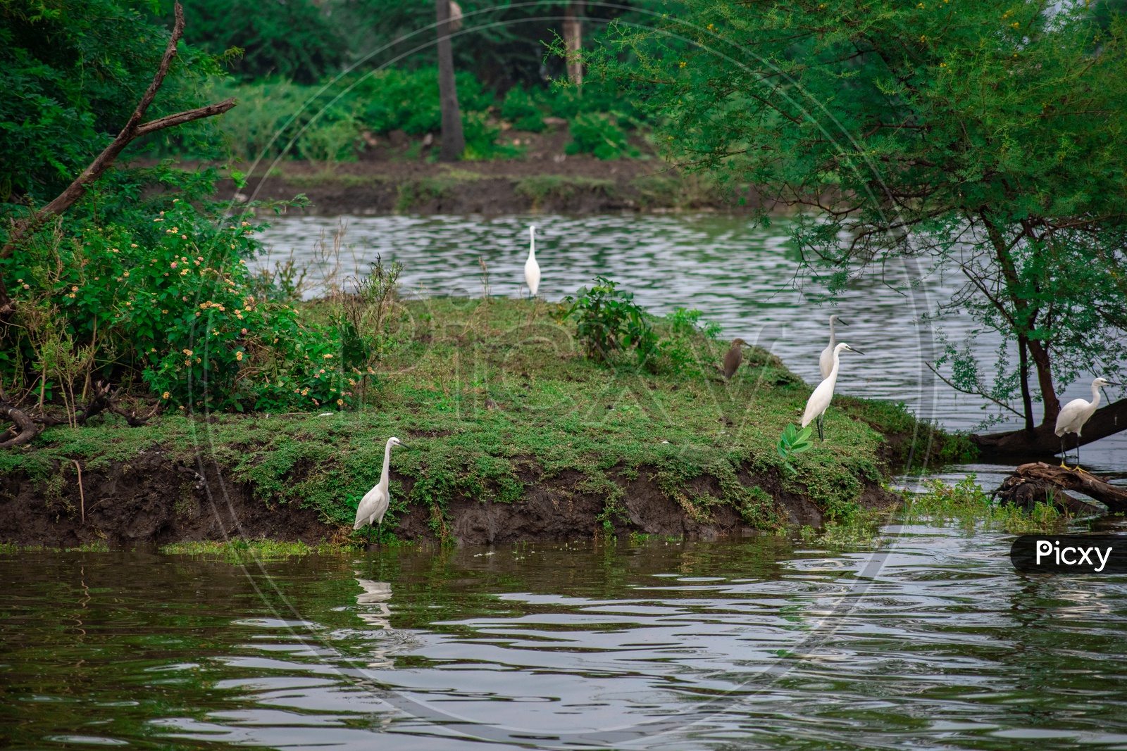 Pelican birds at Kolleru lake wildlife sanctuary.