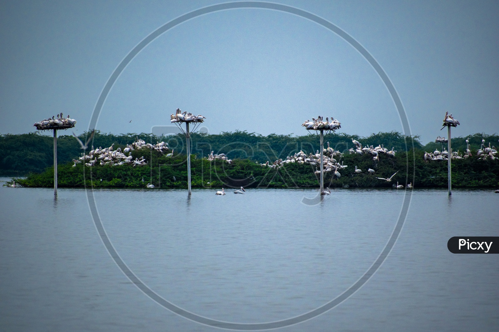 Pelican birds at Kolleru lake wildlife sanctuary.