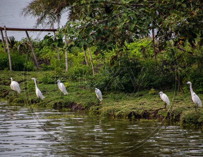 Pelican birds at Kolleru lake wildlife sanctuary.