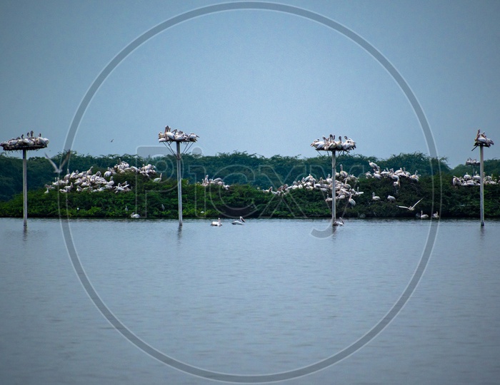 Pelican birds at Kolleru lake wildlife sanctuary.