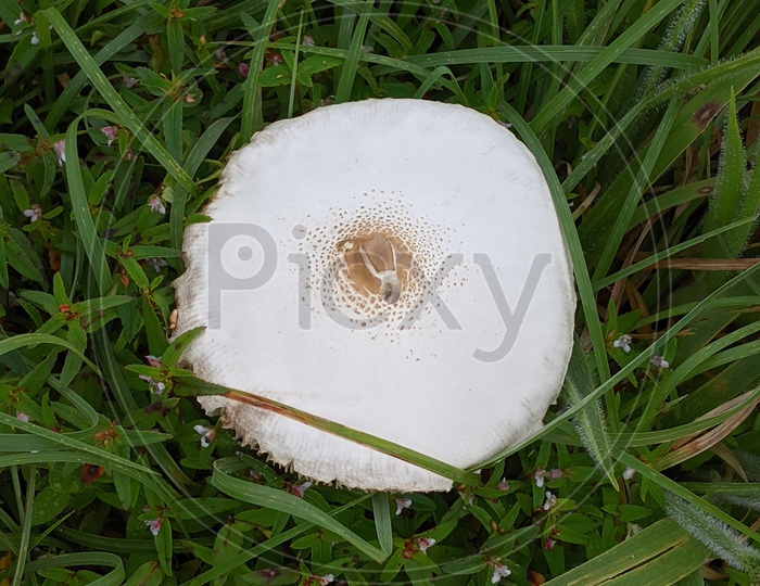 Mushrooms on Kumara Parvata
