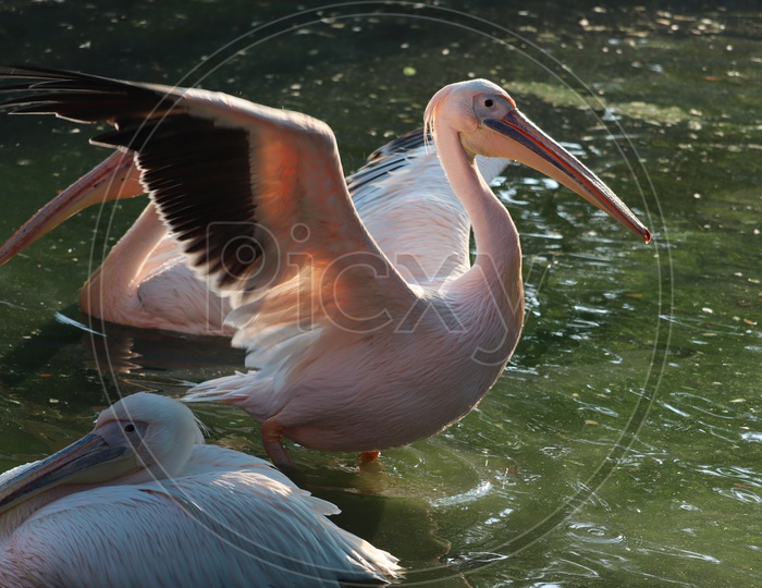 The great white pelican (Pelecanus onocrotalus) aka the eastern white pelican, rosy pelican or white pelican