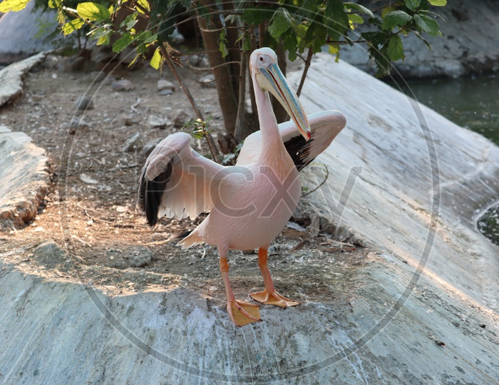 The great white pelican (Pelecanus onocrotalus) aka the eastern white pelican, rosy pelican or white pelican