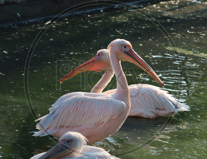 The great white pelican (Pelecanus Onocrotalus) also known as the eastern white pelican, rosy pelican or white pelican, is a large water bird in the family Pelecanidae. Two pelicans on water