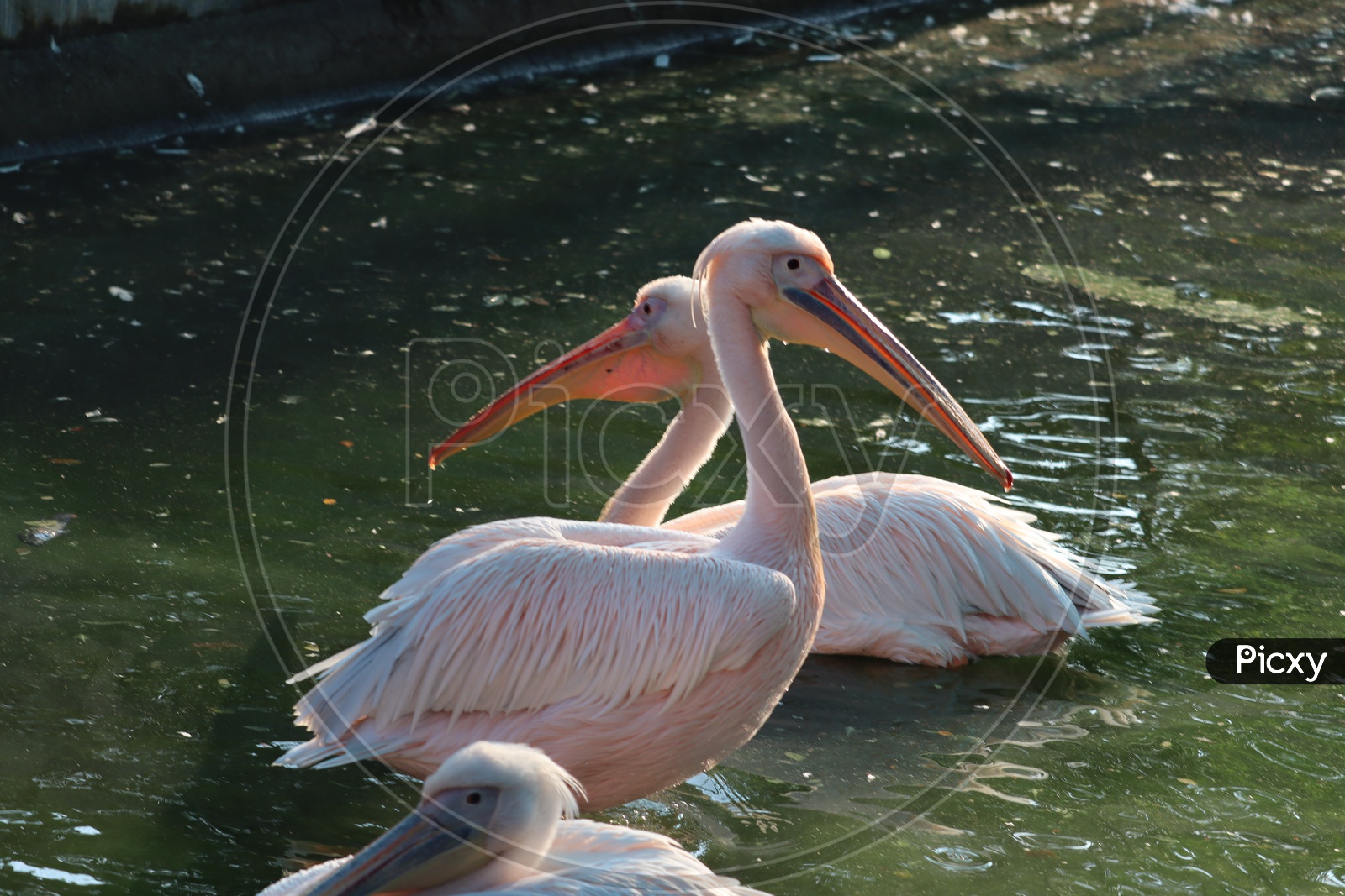 The great white pelican (Pelecanus Onocrotalus) also known as the eastern white pelican, rosy pelican or white pelican, is a large water bird in the family Pelecanidae. Two pelicans on water