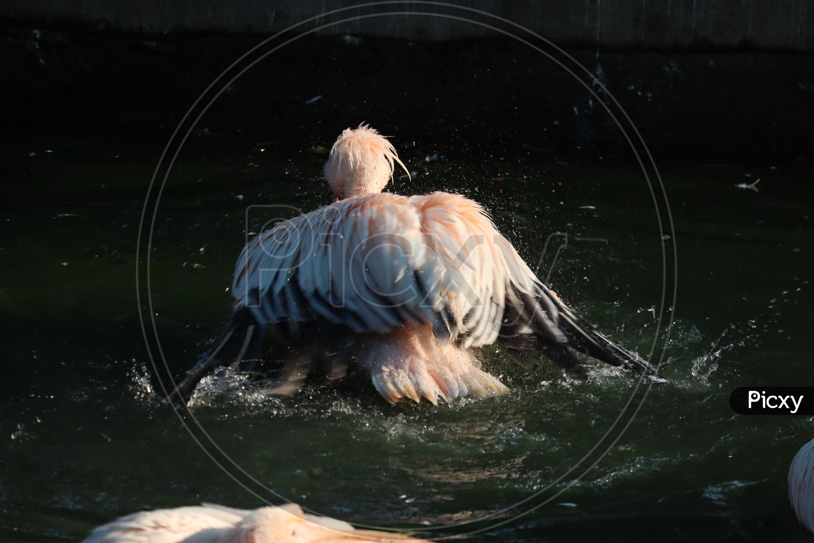White pelican, Pelecanus onocrotalus, in Lake Kerkini, Greece. Pelicans on blue water surface. Wildlife scene from Europe nature. Bird mountain background. Birds with long orange bills
