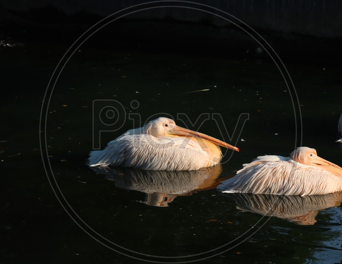 Great white or eastern white pelican, rosy pelican or white pelican is a bird in the pelican family.It breeds from southeastern Europe through Asia and in Africa in swamps and shallow lakes