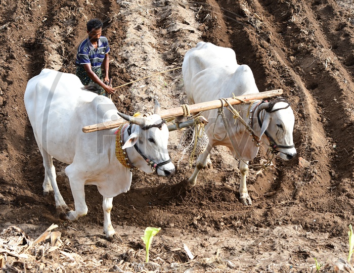 Farmer Ploughing His Agricultural Land With Bullock In Traditional Way