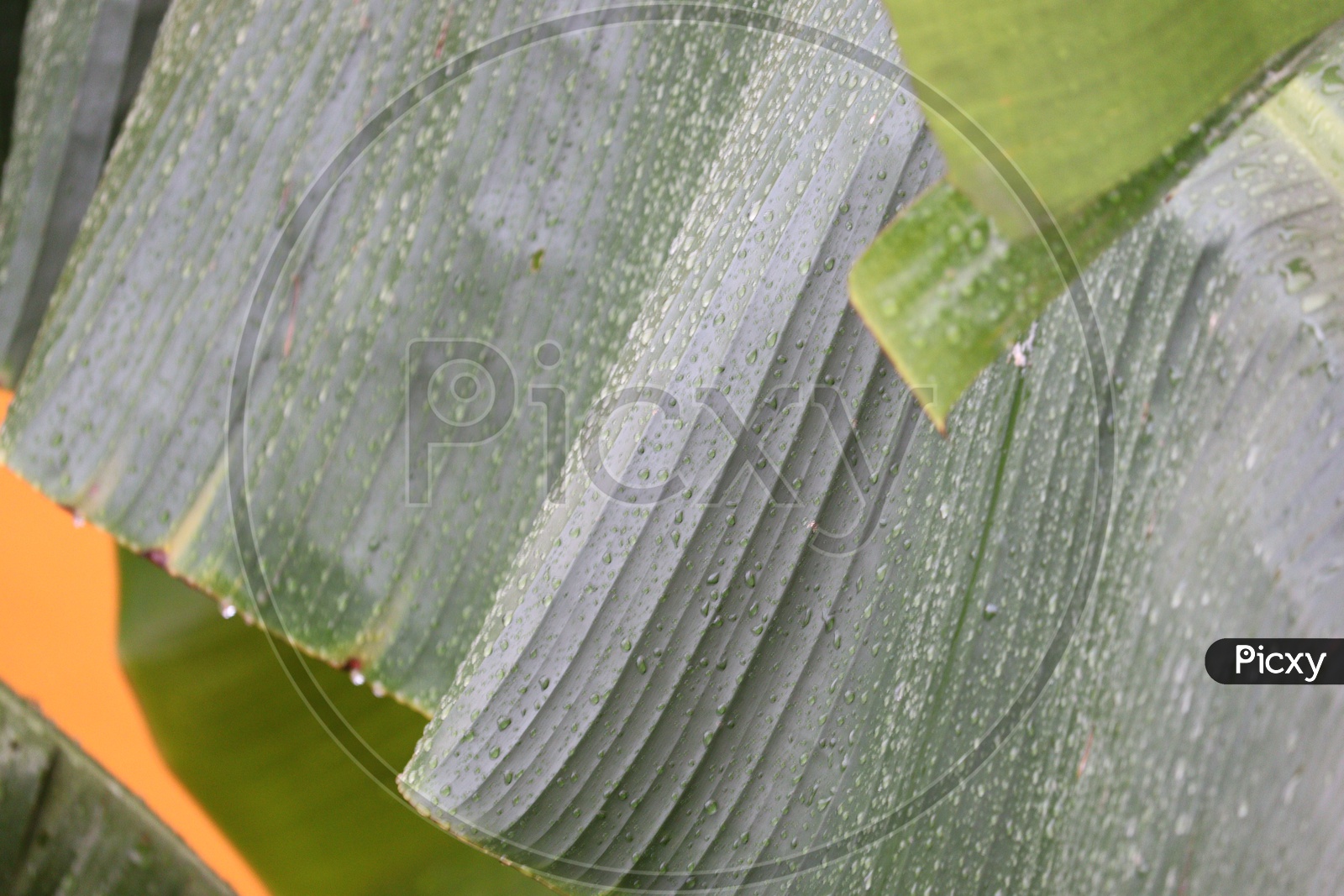 Green leaf ,leaves ( banana) ,plant and tree , water drop nature background.