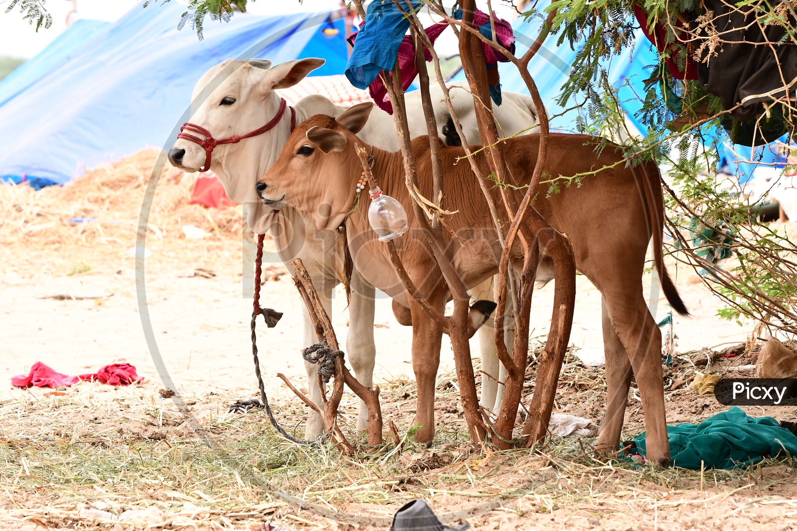 Indian Cows in a rural cattle