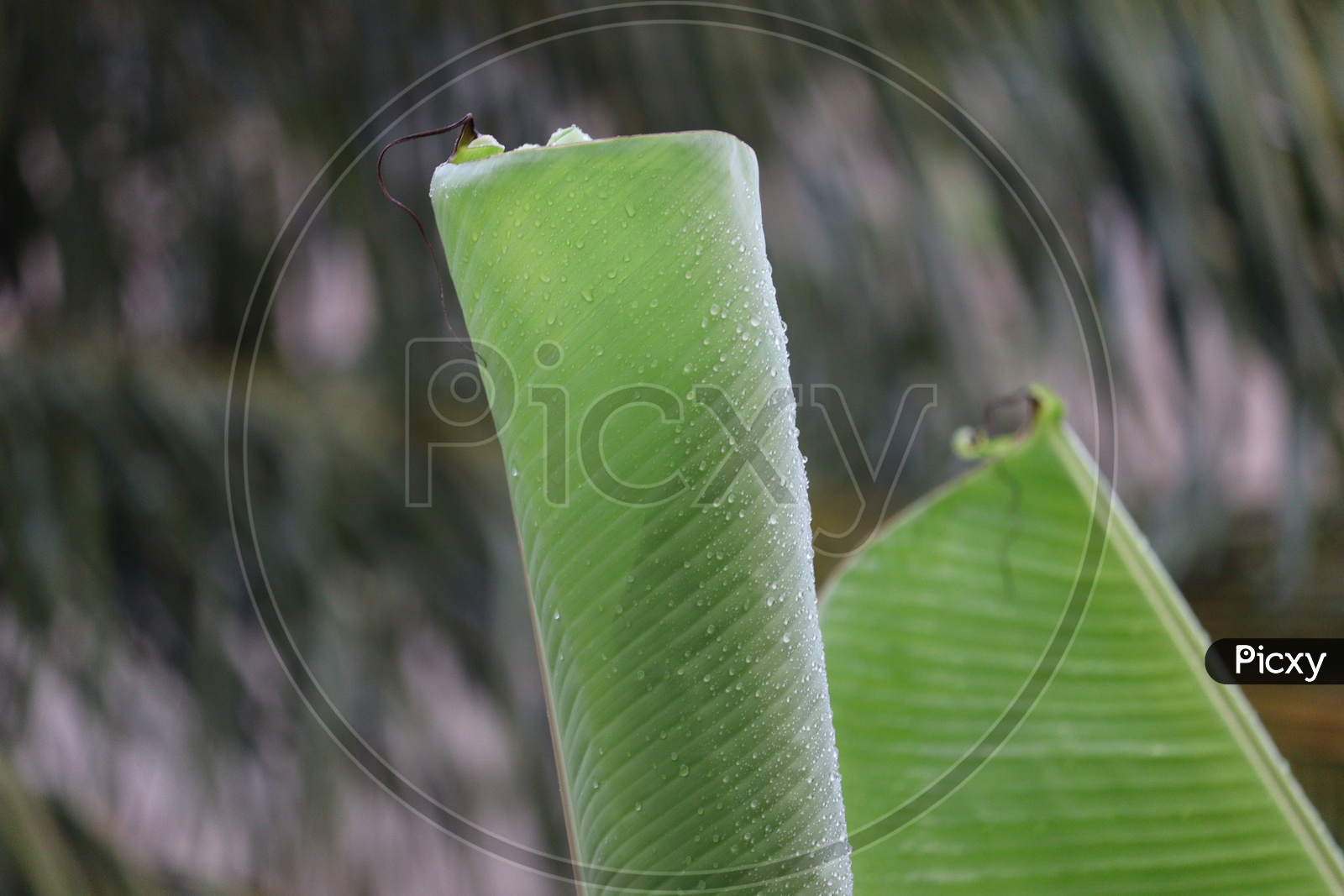 Green leaf ,leaves ( banana) ,plant and tree , water drop nature background.