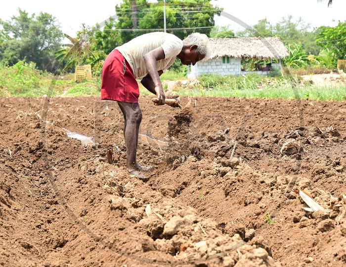 Indian Farmer using a crowbar in the agriculture land