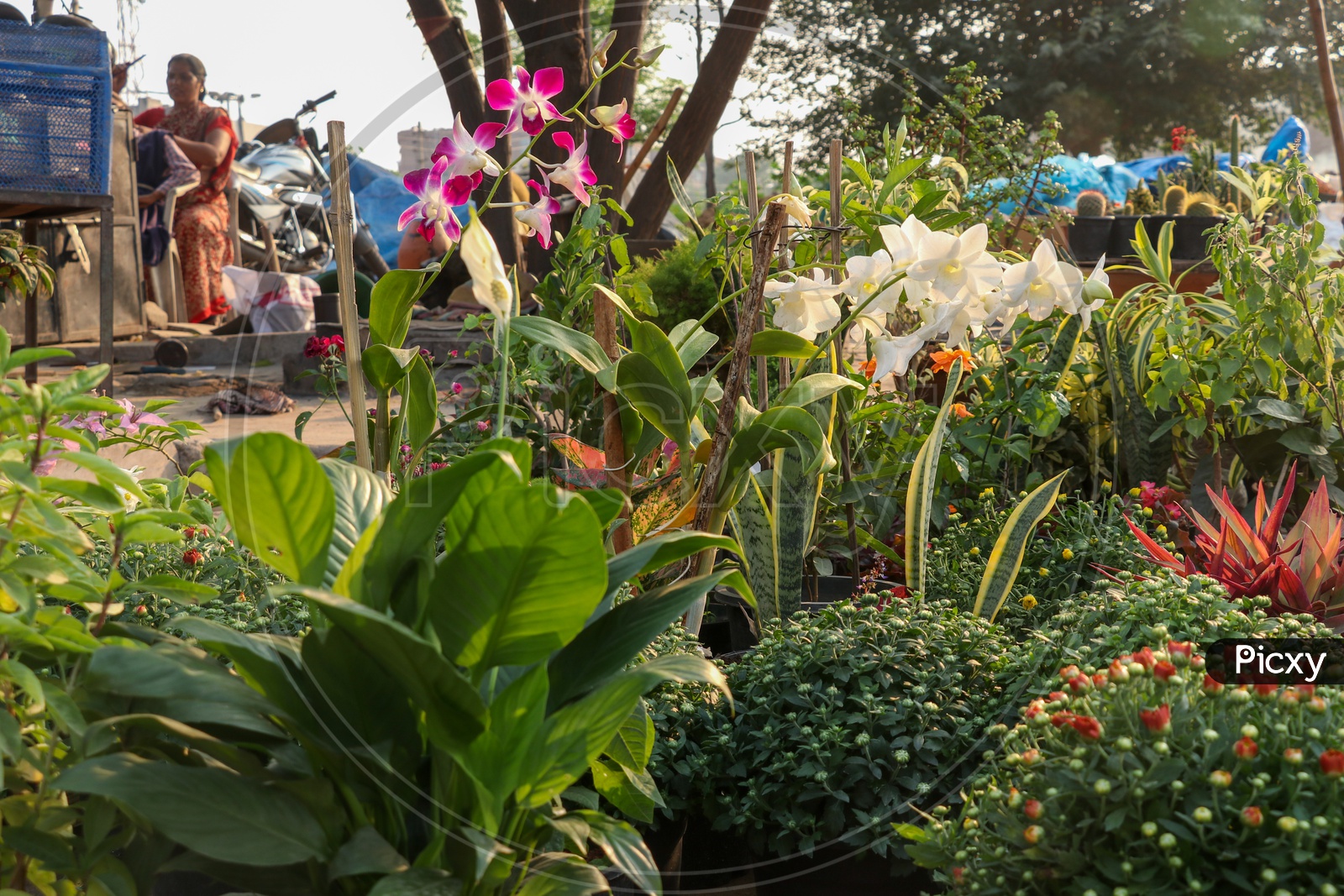 Flower Plants being Selling At a Road Side Vendor stall
