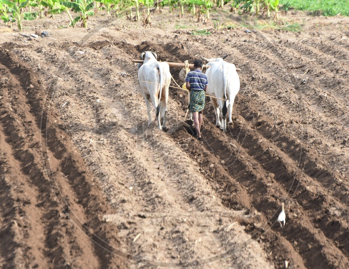 Farmer Ploughing His Agricultural Land With Bullock In Traditional Way