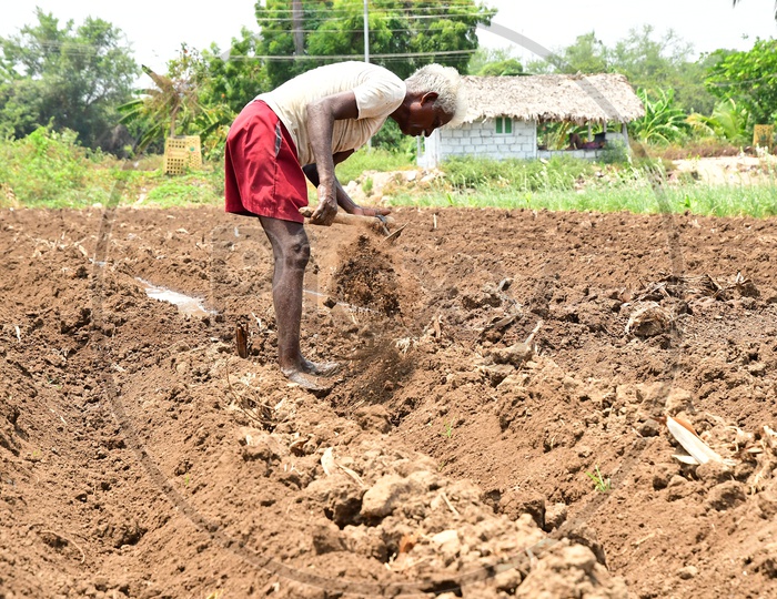 Indian Farmer ploughing the land