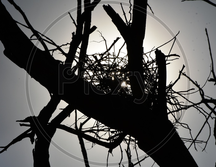 Silhouette of Birds Nest On a Tree Over a Bright Sky