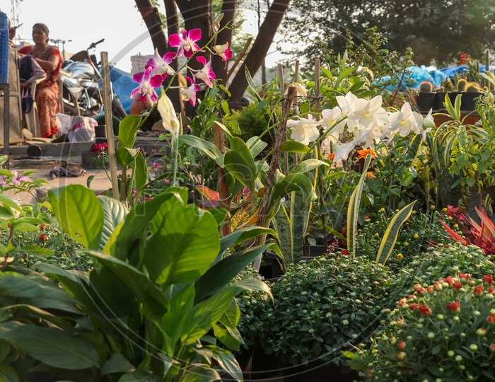 Flower Plants being Selling At a Road Side Vendor stall