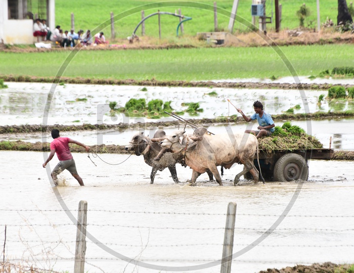 Image Of Farmers Using Bullock Carts In Paddy Fields For Carrying Paddy image-of-farmers-using-bullock-carts-in-paddy-fields-for-carrying-paddy