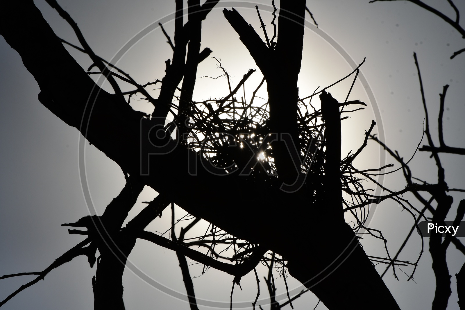 Silhouette of Birds Nest On a Tree Over a Bright Sky