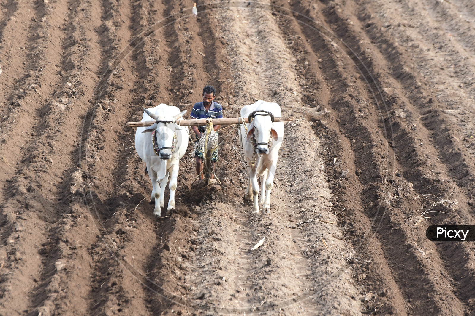 Image of Farmer Ploughing His Agricultural Land With Bullock In ...