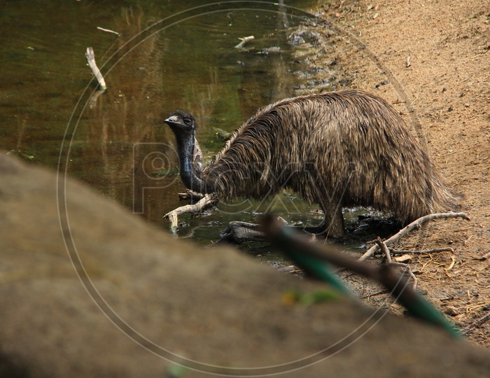 Ostrich Bird  In Zoo