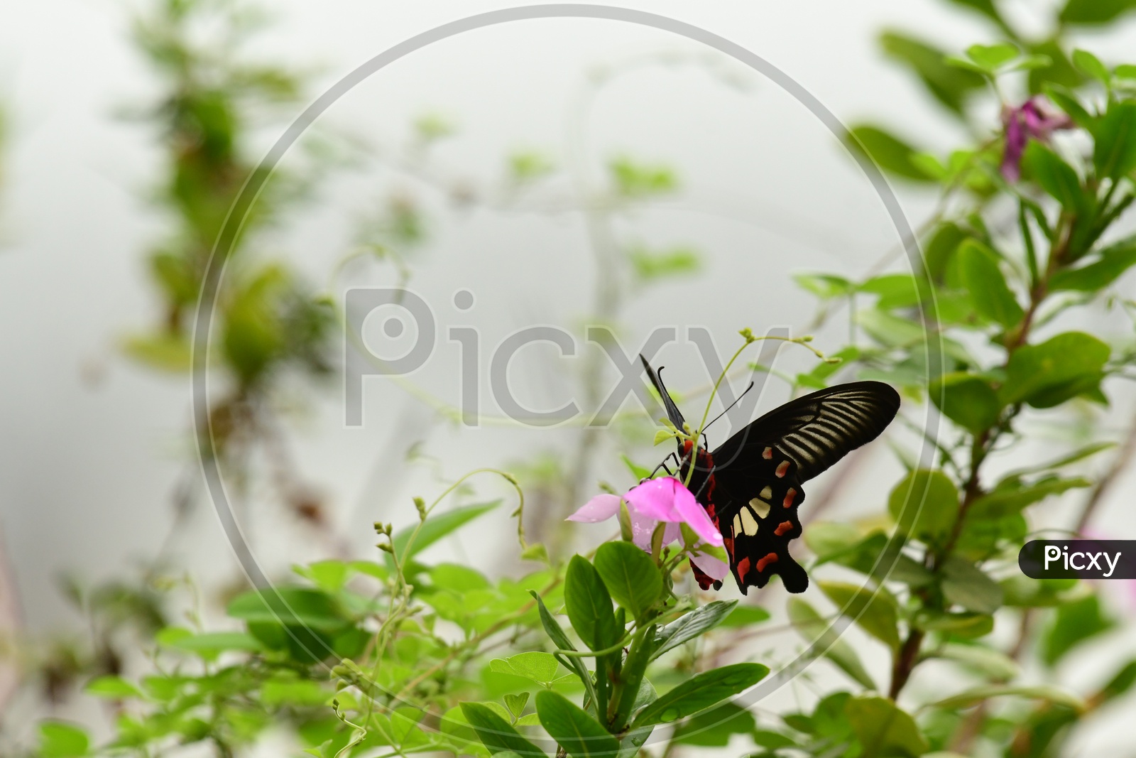 Indian Butterfly sucking nectar from a purple flower