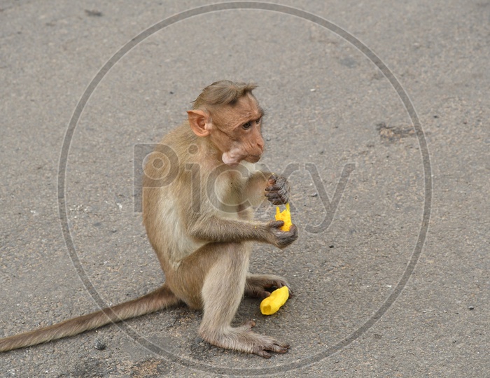 A Monkey eating Gold Finger Snacks